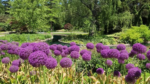 Purple Ornamental Onions swinging in the wind in a garden setting on a summer day.