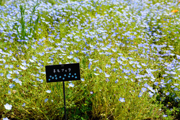 香川県は善通寺市の市民集いの丘公園の花壇に咲く満開のネモフィラ