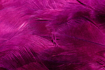 purple hawk feathers with visible detail. background or texture