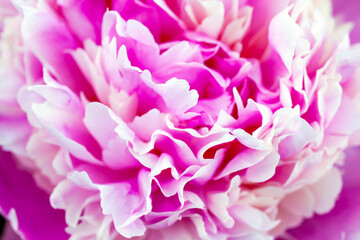 Pink peony flower petals, macro photo