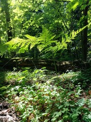 lush green forest