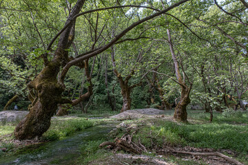 Plane trees forest and the sources of Aroanios rever close to Planitero village, Kalavrita, Aroania, Peloponnes, West Greece, Greece
