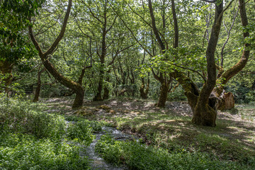 Plane trees forest and the sources of Aroanios rever close to Planitero village, Kalavrita, Aroania, Peloponnes, West Greece, Greece