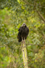 Majestic and colourfull bird in the nature habitat. Birds of northern Pantanal, wild brasil, brasilian wildlife full of green jungle, south american nature and wilderness.