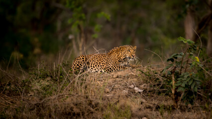 Leopard