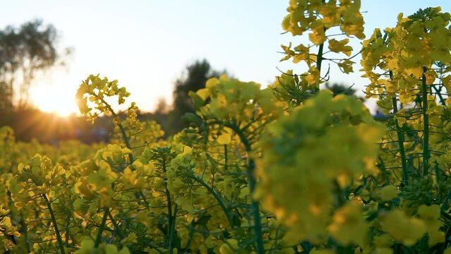 Rapeseed bloom backlit with sunset light. Sunbeams going through blooming canola petals - close-up panning  