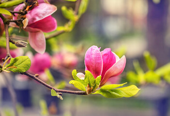 Magnolia flower blooms against the background of blurred magnolia flowers on a magnolia tree.