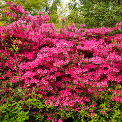 Obraz premium Rhododendrons in Windsor Great Park, United Kingdom