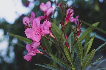 Pink flowers of oleander background, summer time concept