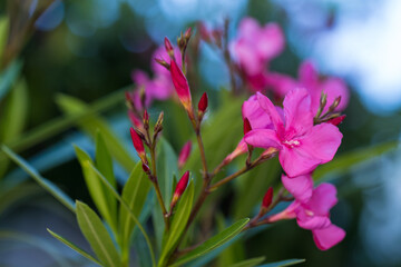 Pink flowers of oleander background, summer time concept