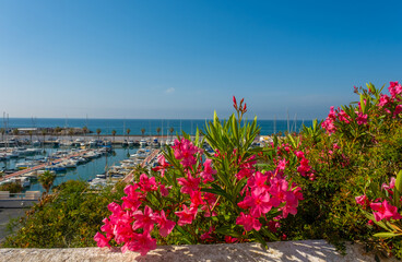 Pink flowers of oleander on the background of the sea and boats, Spain