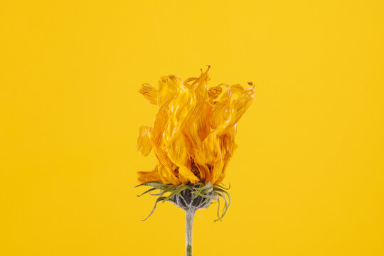 One yellow wilting flower of topinambur on yellow background, withered Jerusalem artichoke flower