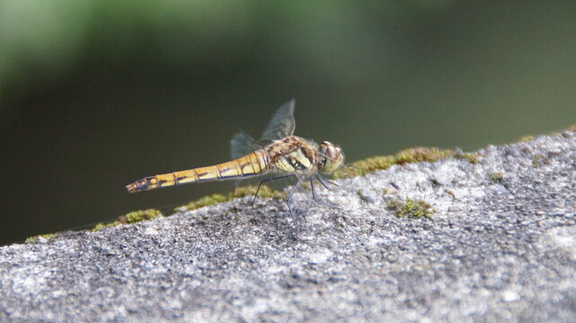 Pictures of Common Japanese Dragonflies
