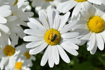 Lucilia caesar meat fly on a daisy flower in the garden