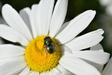 Obraz premium Lucilia caesar meat fly on a daisy flower in the garden
