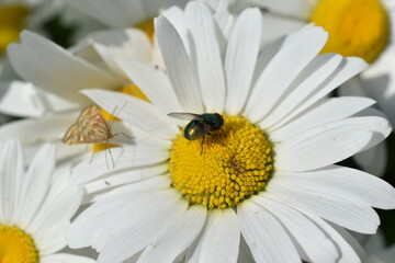 Lucilia caesar meat fly on a daisy flower in the garden