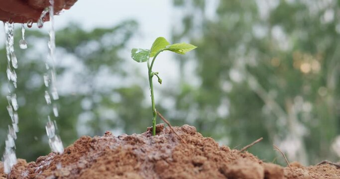 watering plant, planting tree in nature for save earth. environment eco concept	
