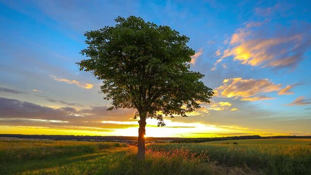 time lapse of setting sun and tree in foreground