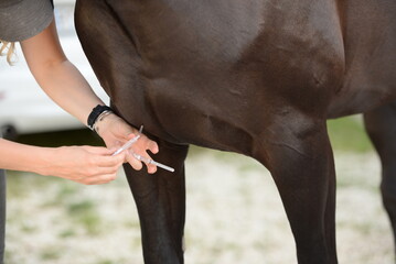 Tierärztin beim Hausbesuch, Abhören, Impfen und Blutentnahme