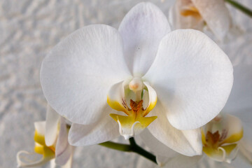 Naklejka na ściany i meble beautiful close-up of natural white orchid flower