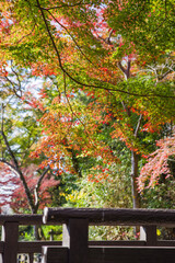 根来寺（和歌山県岩出市）の紅葉