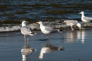 Abends am Strand