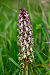 Riesenknabenkraut, Roberts Mastorchis // Roberts barlia, Barlie (Himantoglossum robertianum) - Mani, Peloponnes, Griechenland // Mani, Peloponnese, Greece 