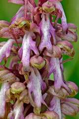 Roberts barlia, Barlie // Riesenknabenkraut (Himantoglossum robertianum) - Mani, Greece // Griechenland