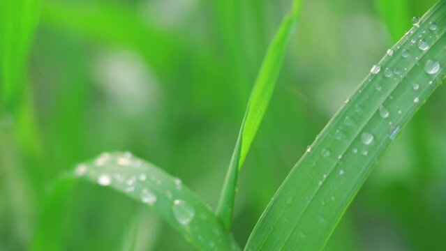Fresh green grass with dew drops close up. Water drops on the fresh grass after rain