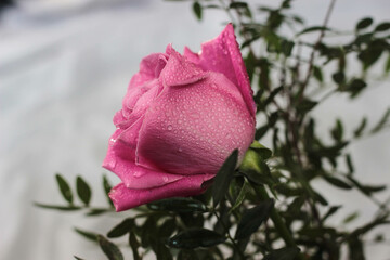 delicate fresh pink rose flowers in a bouquet in drops of dew, water, rain