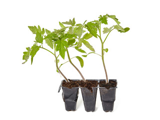 Tomato seedling in plastic pot isolated on white background. Cultivation vegetables in ground indoors or greenhouse