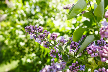 Obraz premium Beautiful lilac flowers branch on a green background, natural spring background. Blooming lilac bush with tender flower. Selective focus, blurred background