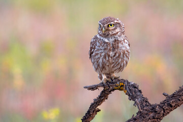 Mochuelo europeo en primavera (Athene noctua)