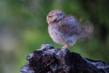 Mochuelo europeo en primavera (Athene noctua)