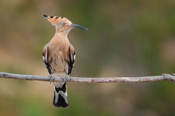 Abubilla (Upupa epops)