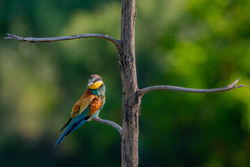 Abejaruco europeo (Merops apiaster)