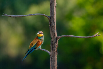 Abejaruco europeo (Merops apiaster)