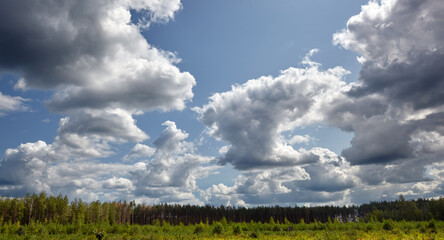 Panoramic photo of dense pine forest against the sky and meadows. Beautiful landscape of a row of trees and blue sky background