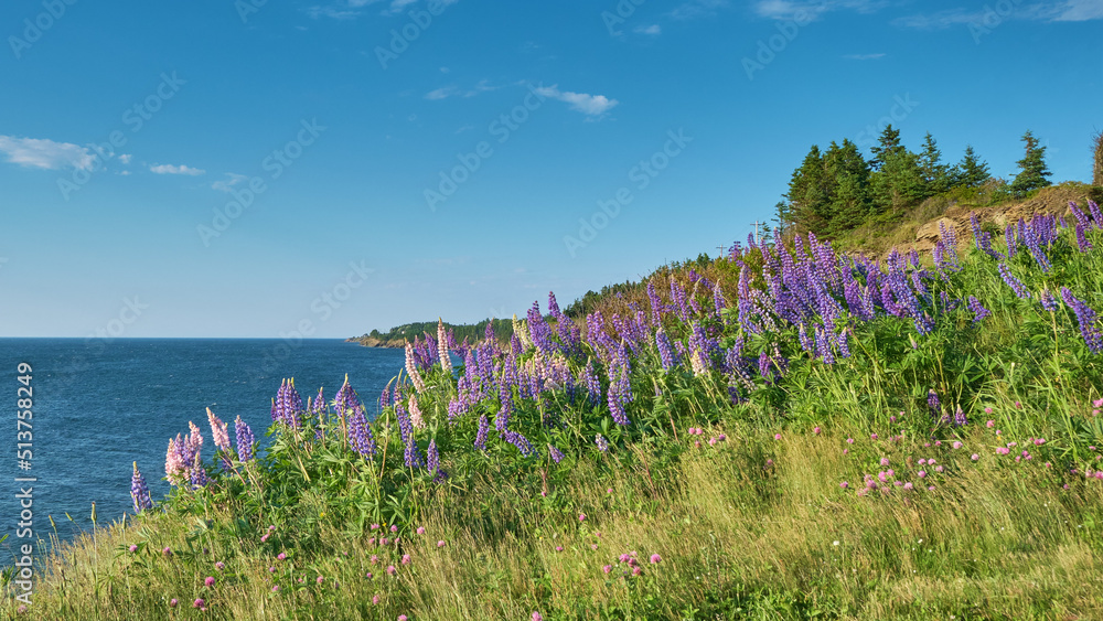 Wall mural Wild Lupins Nova Scotia