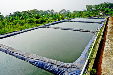Cultivation of catfish in traditional ponds. Bogor, West Java