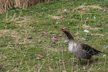 wildes Geflügel