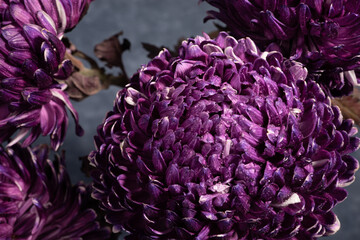Fototapeta na wymiar Violet, purple aster flowers. Bouquet of asters. Aster bouquet flowers bouquet purple red pink on dark background.