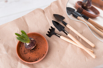 Mini shovels and rake on paper for transplantation of jacinth to new pot for blossoming