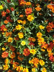 yellow and red flowers