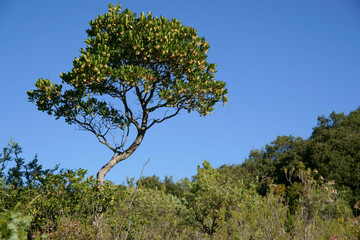 Madroño (Arbutus unedo).Plansalloses.Garrotxa. Girona..Catalunya.España.