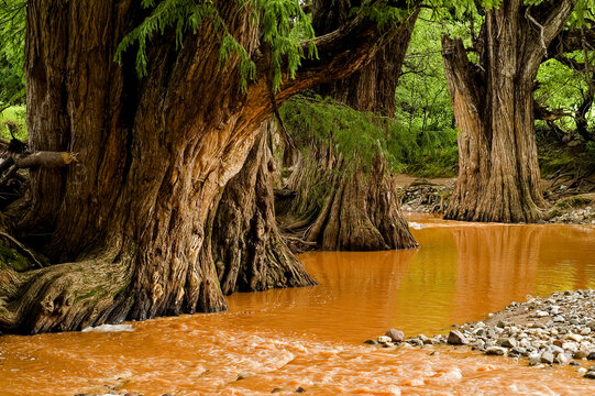 Ahuehuetes junto a un rio.Mixteca. Estado de Oaxaca .M&eacute;xico.