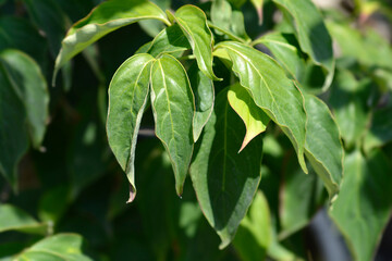 Hybrid flowering dogwood Stellar Pink