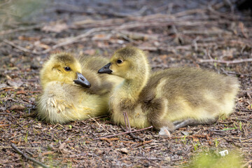 Two Baby Canada Geese, Branta canadensis, or goslings Resting on the ground. High quality photo