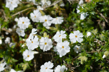 Creeping Phlox White Delight
