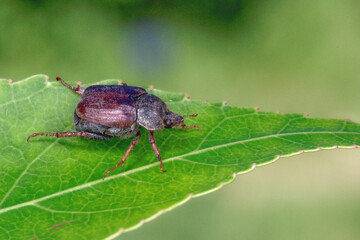 A monkey beetle walking on a leaf (Hoplia philanthus)